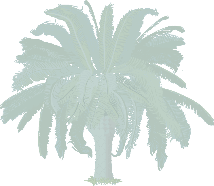 Palmtree Image