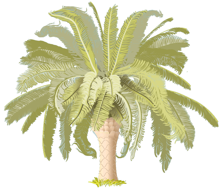 Palmtree Image